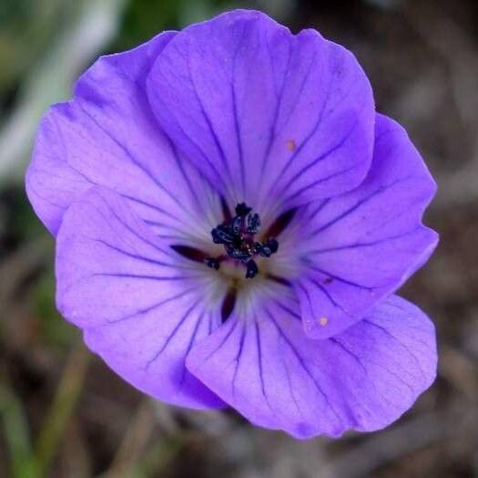 Geranium brycei — houseplant care guide
