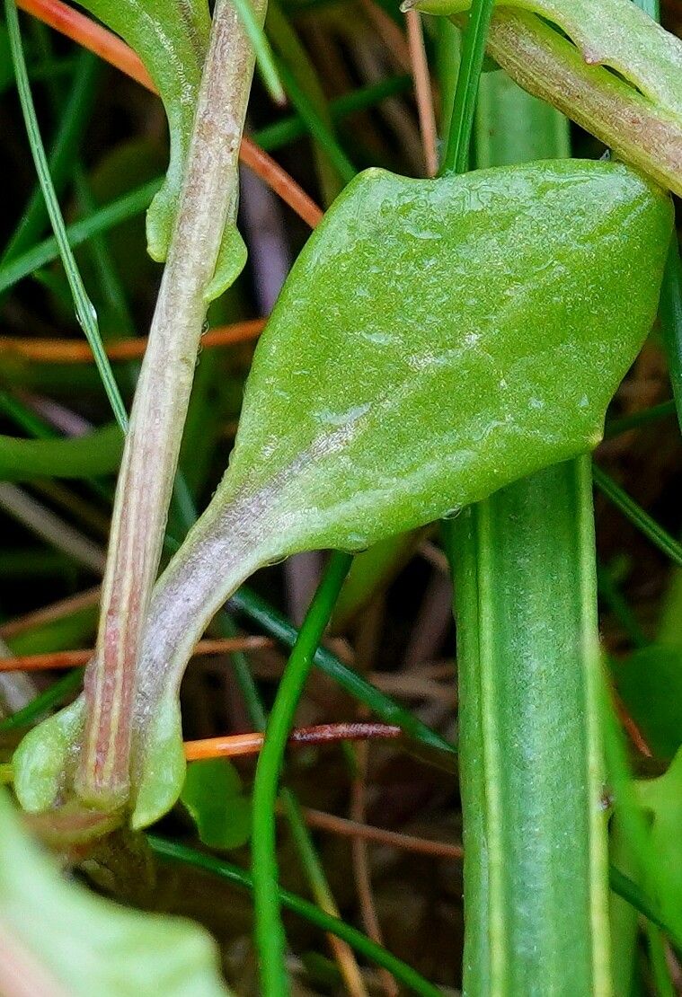 Cochlearia anglica — related species from the same genus