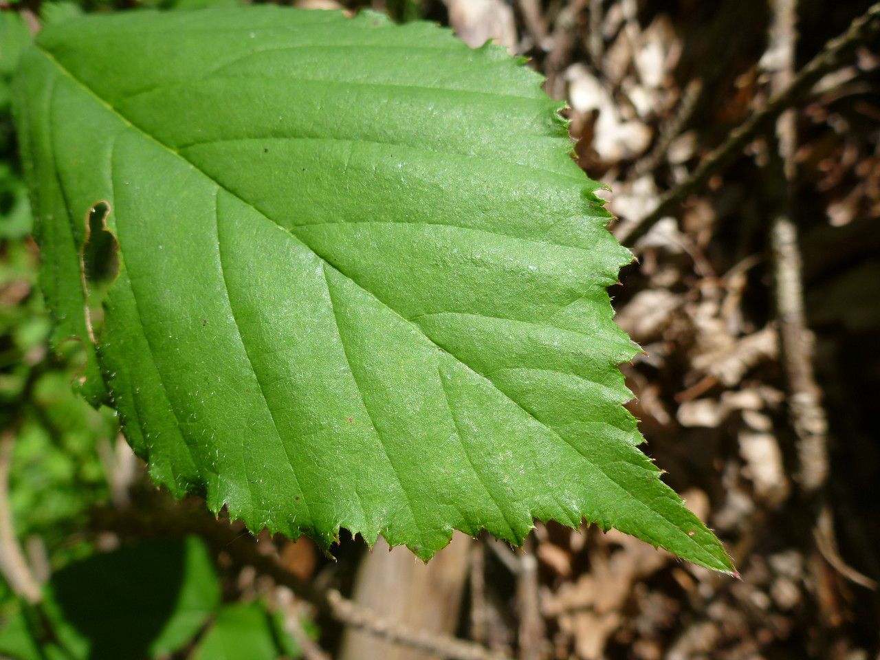 Rubus uncinatus leaf