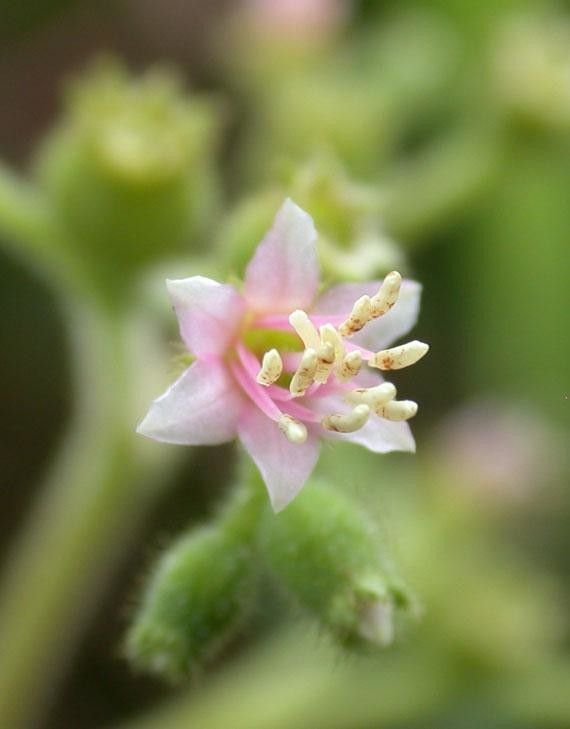 Leandra mexicana flower