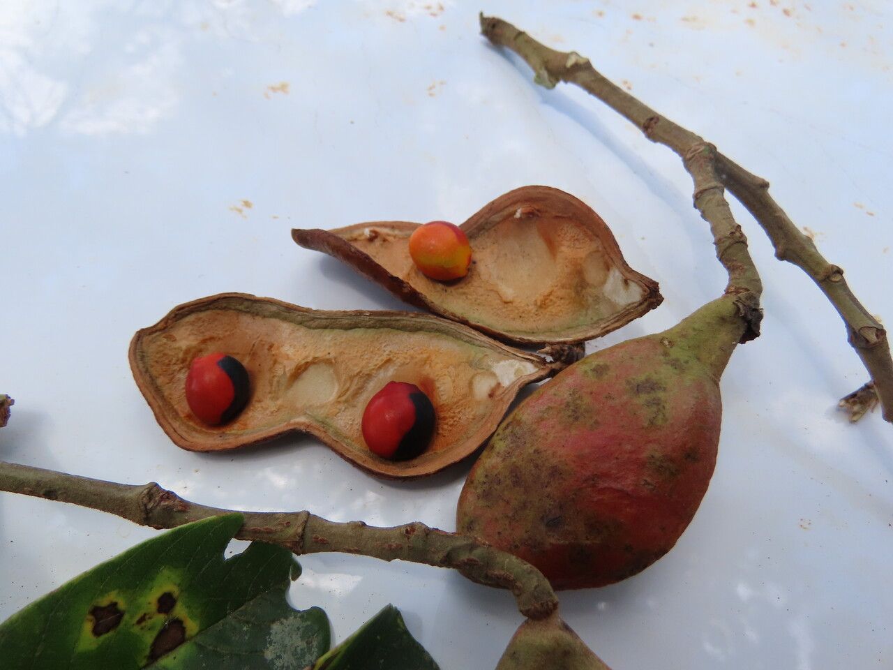 Ormosia subsimplex fruit