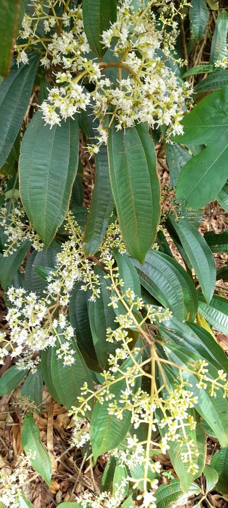 Miconia laevigata — search result for 'Miconia'