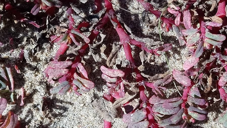 Euphorbia peplis — houseplant care guide