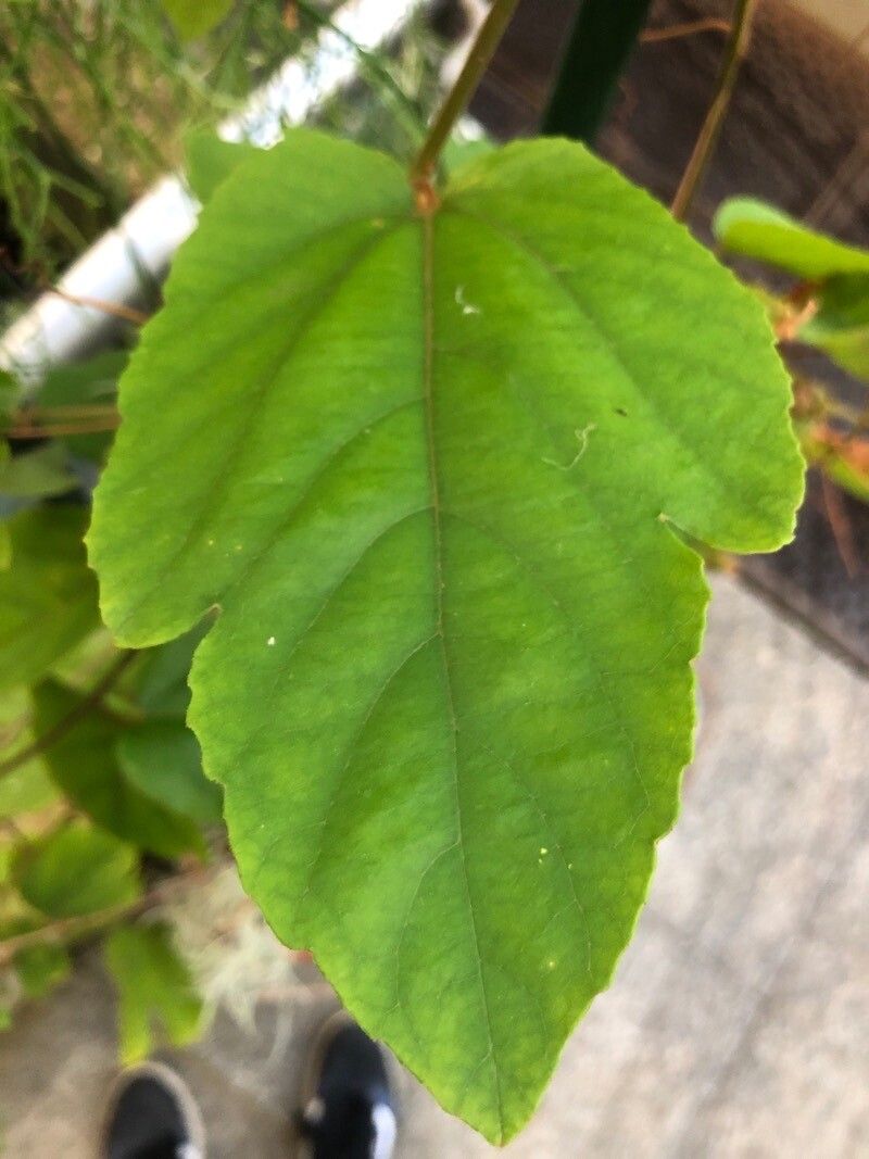 Passiflora vitifolia leaf