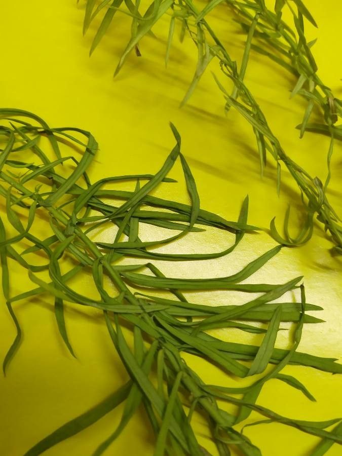 Potamogeton foliosus — soil improver houseplant