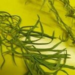 Potamogeton foliosus