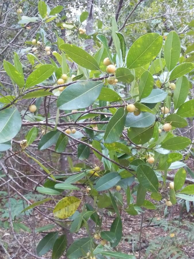 Acronychia imperforata — related species from the same genus