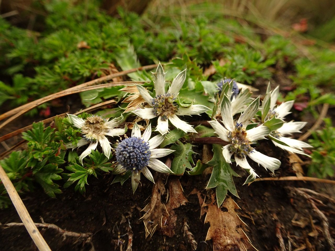 Eryngium carlinae flower