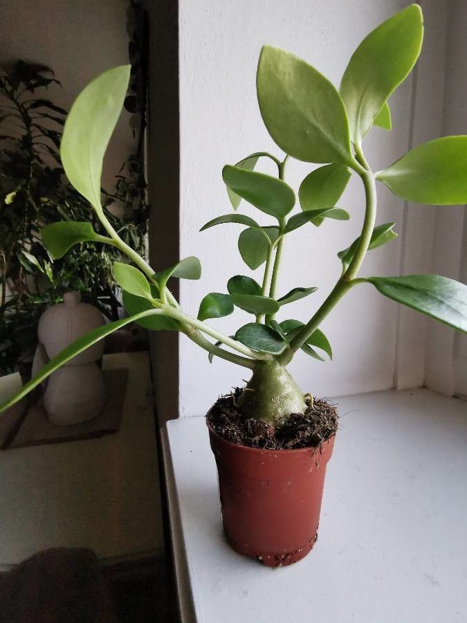 Hydnophytum moseleyanum habit