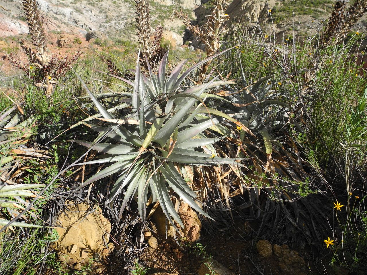 Puya meziana — search result for 'Puya'