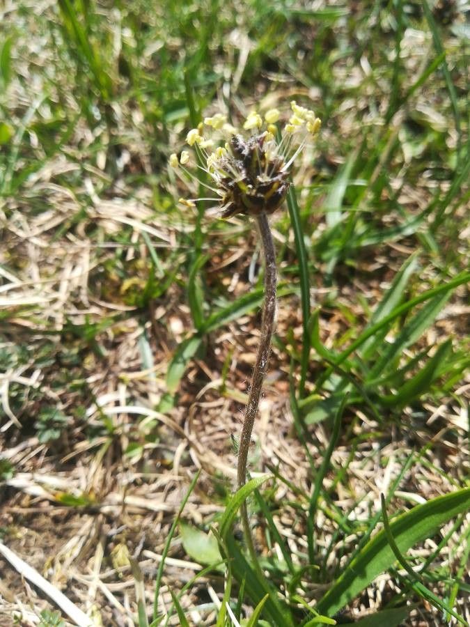 Plantago atrata flower