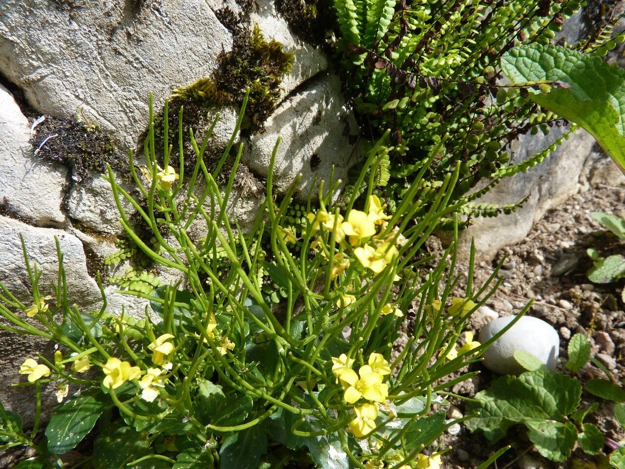 Barbarea rupicola fruit