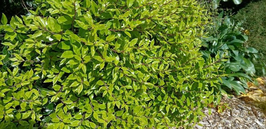 Metrosideros bartlettii