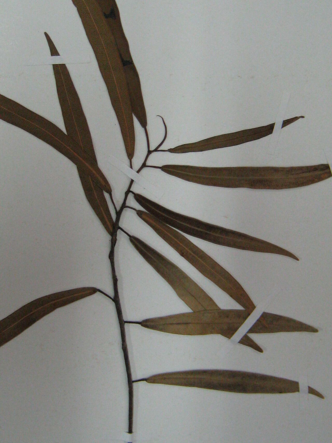 Ficus schumacheri other