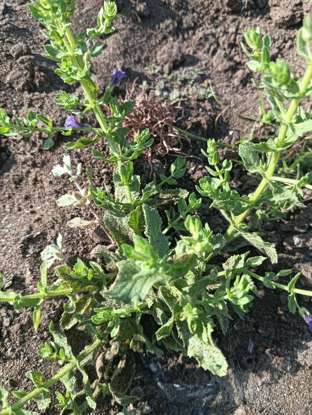 Polygonum plebeium flower