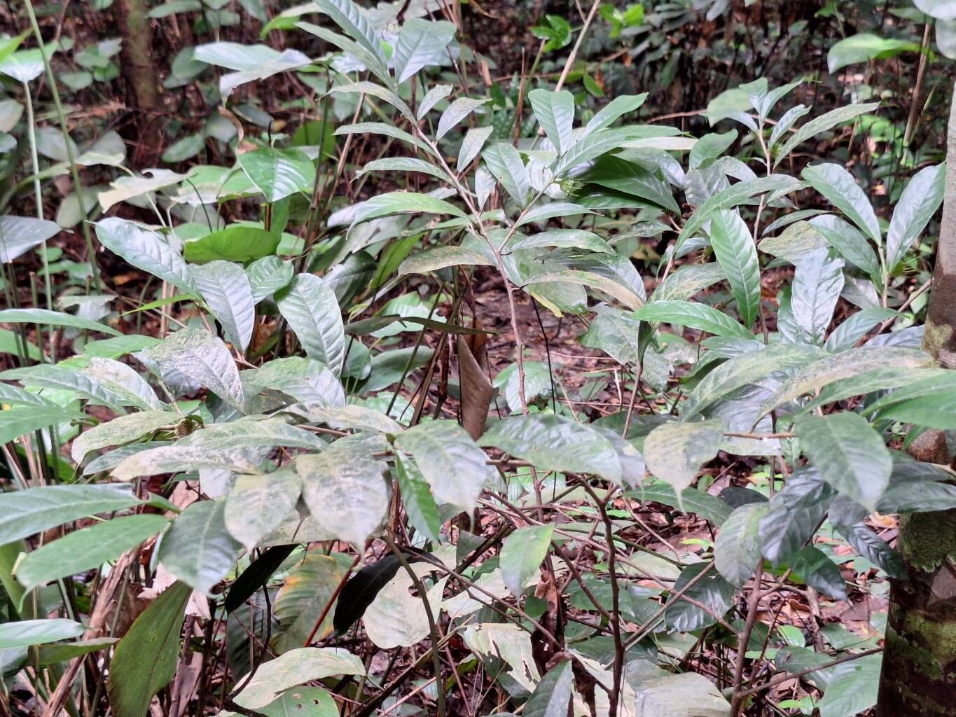 Dorstenia mannii habit