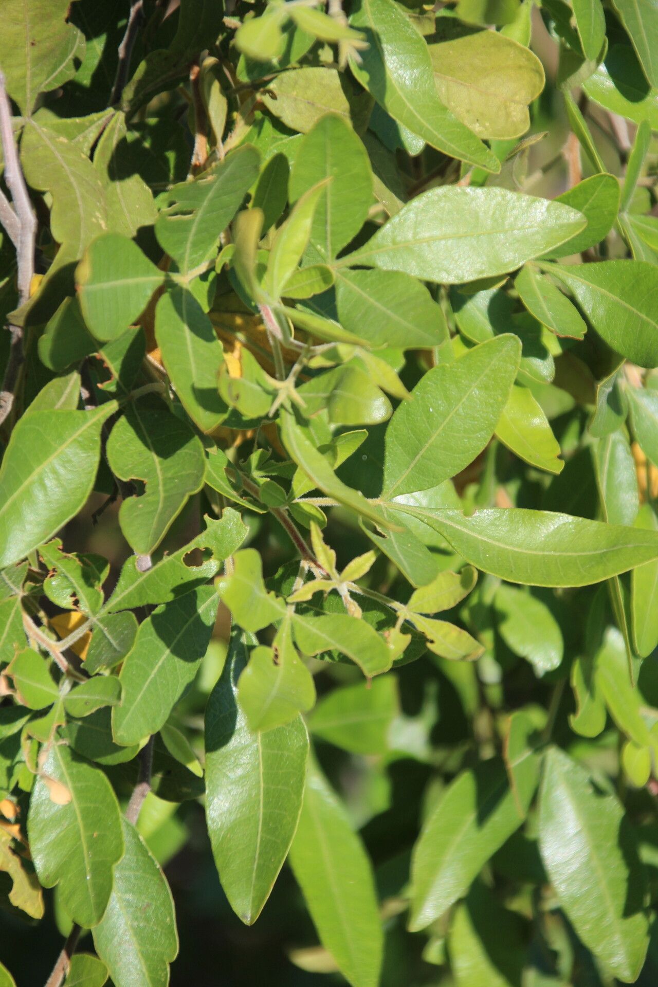 Searsia quartiniana — houseplant care guide