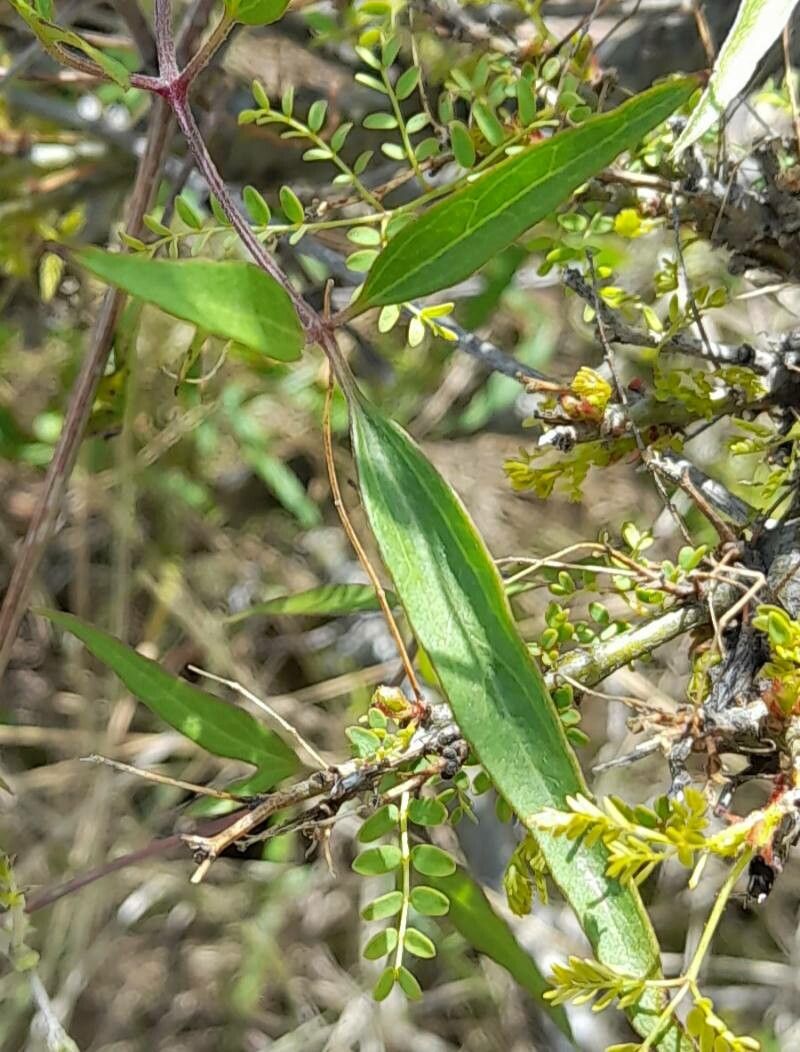 Clematis campestris leaf