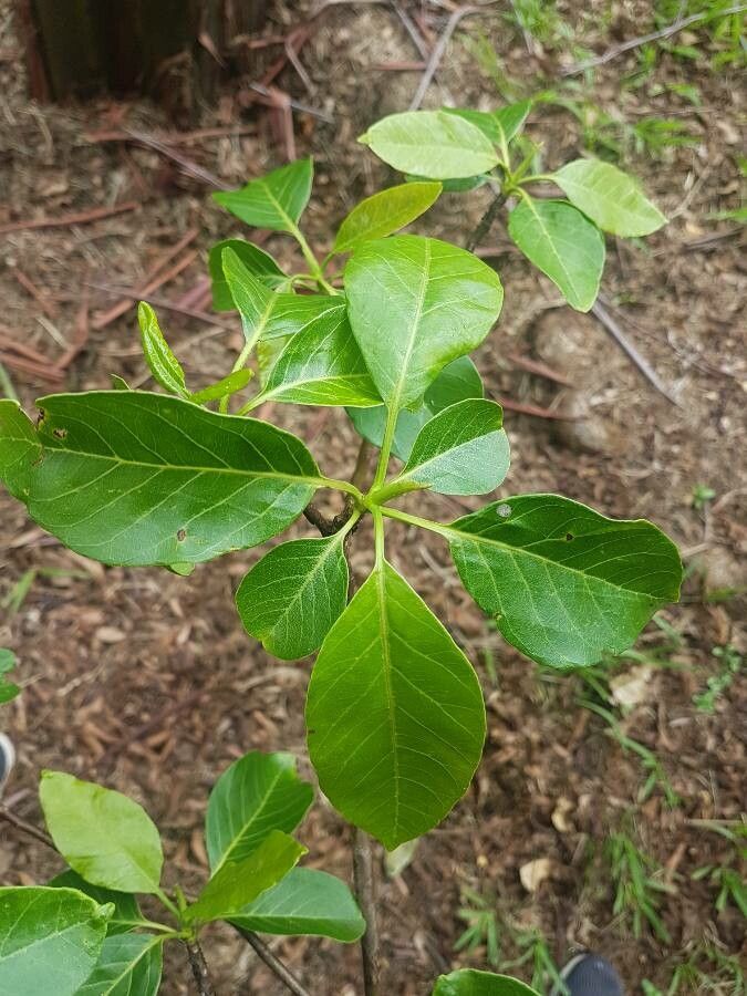 Calycophyllum spruceanum — search result for 'Capirona'