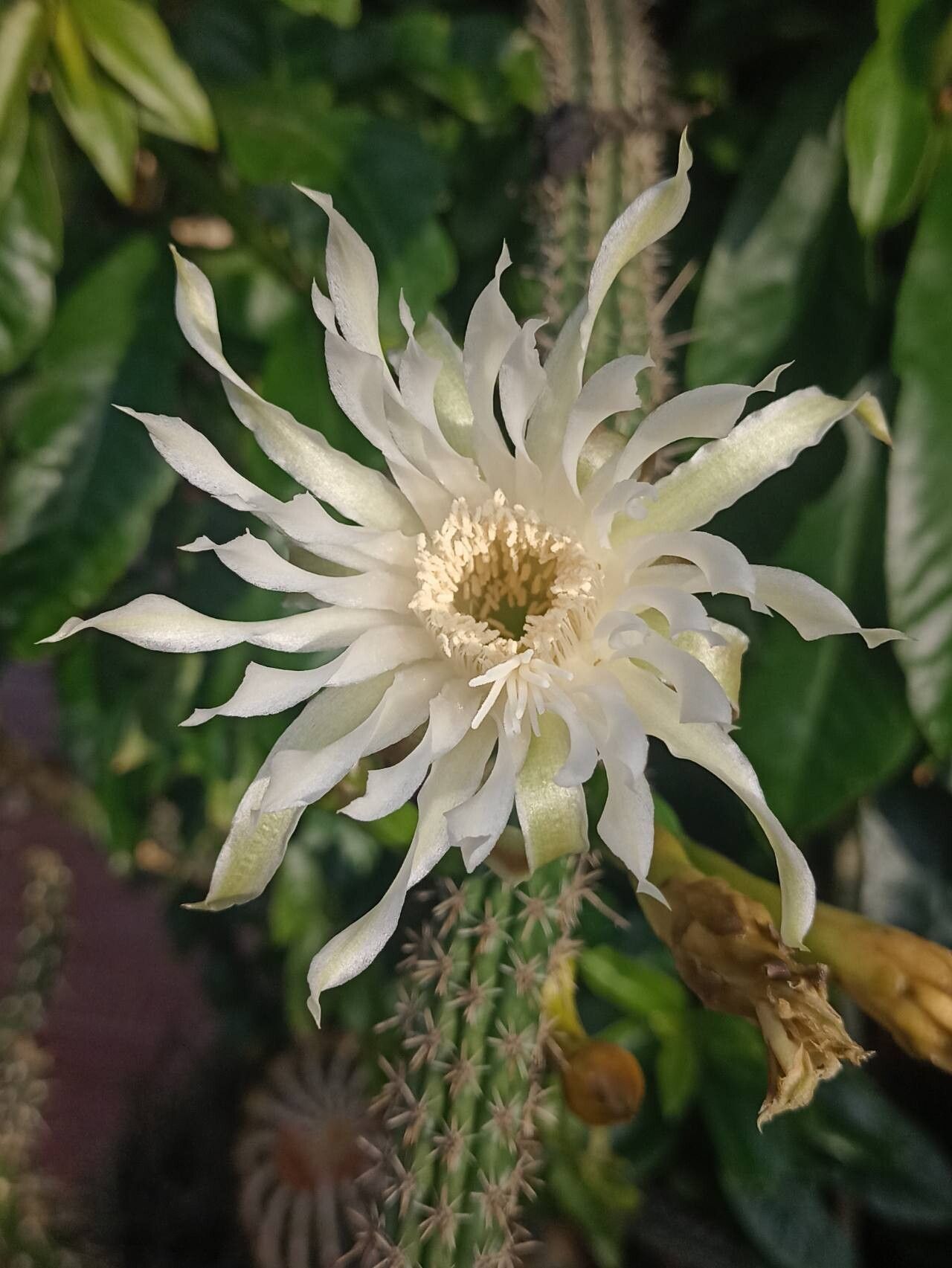 Praecereus saxicola flower