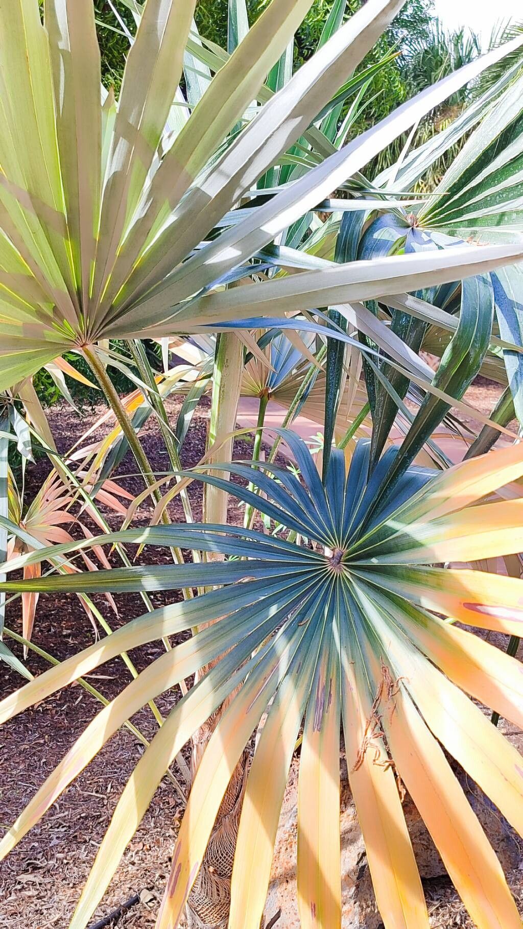 Coccothrinax pauciramosa — search result for 'Coccothrinax'