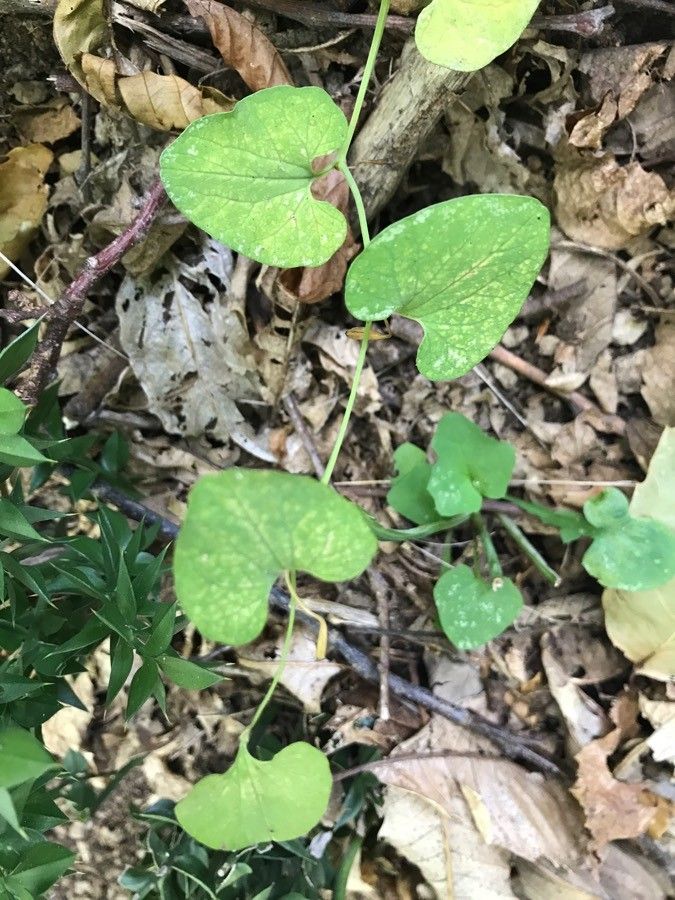 Aristolochia lutea leaf