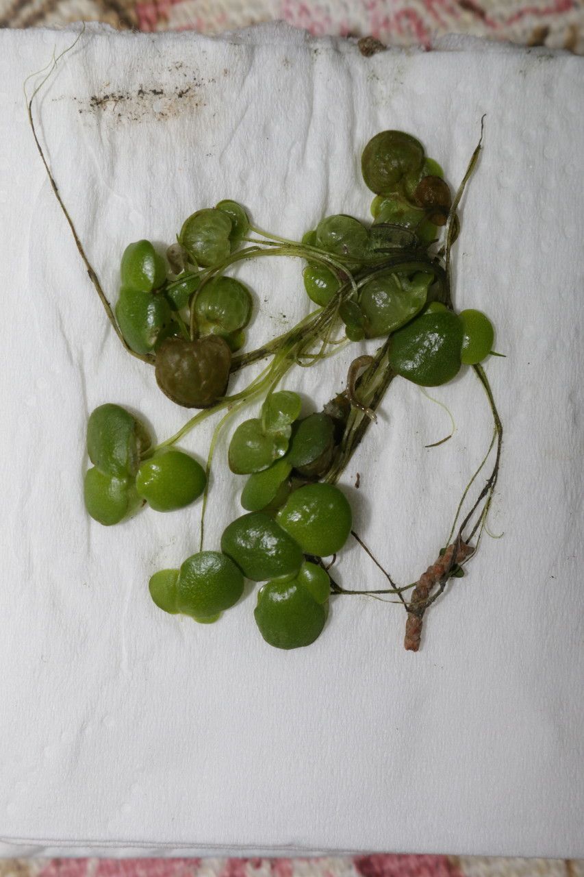 Lemna gibba fruit