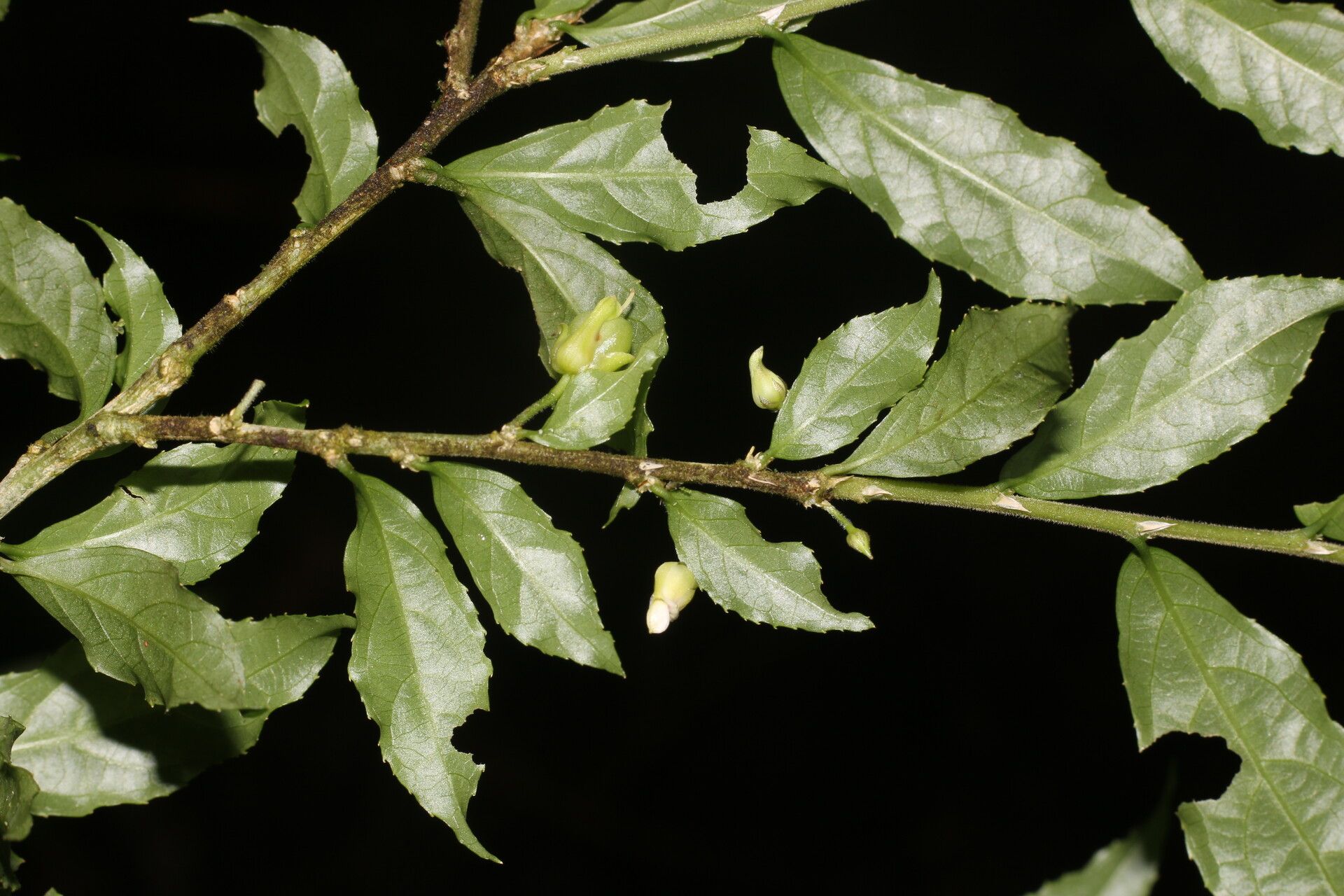 Hybanthus guanacastensis flower