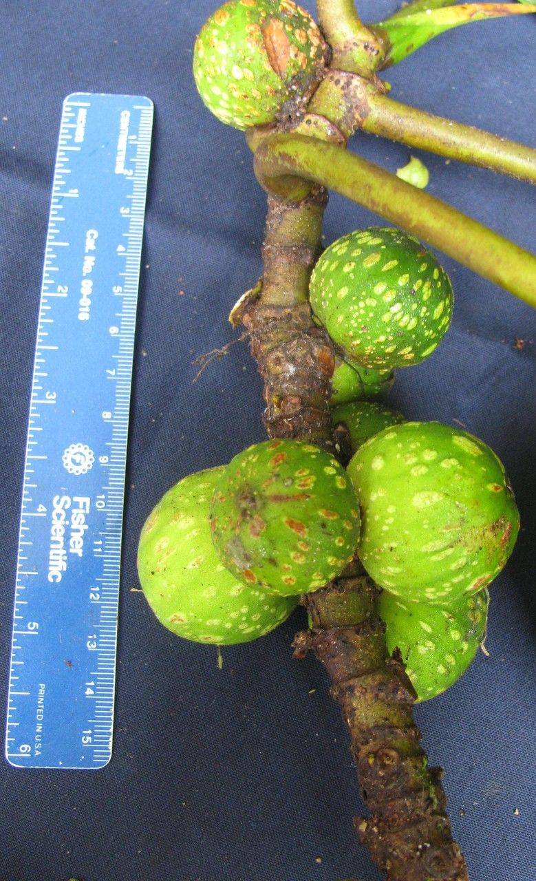 Ficus macbridei — houseplant care guide