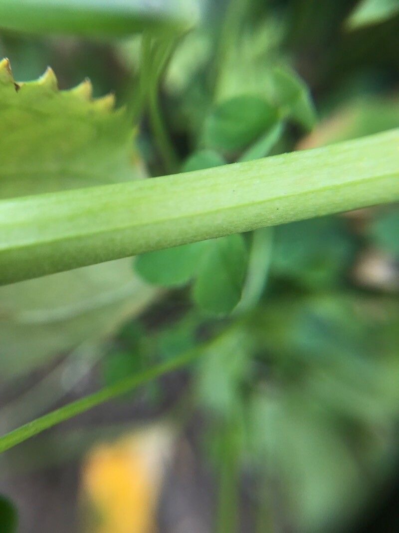 Mimulus Guttatus bark