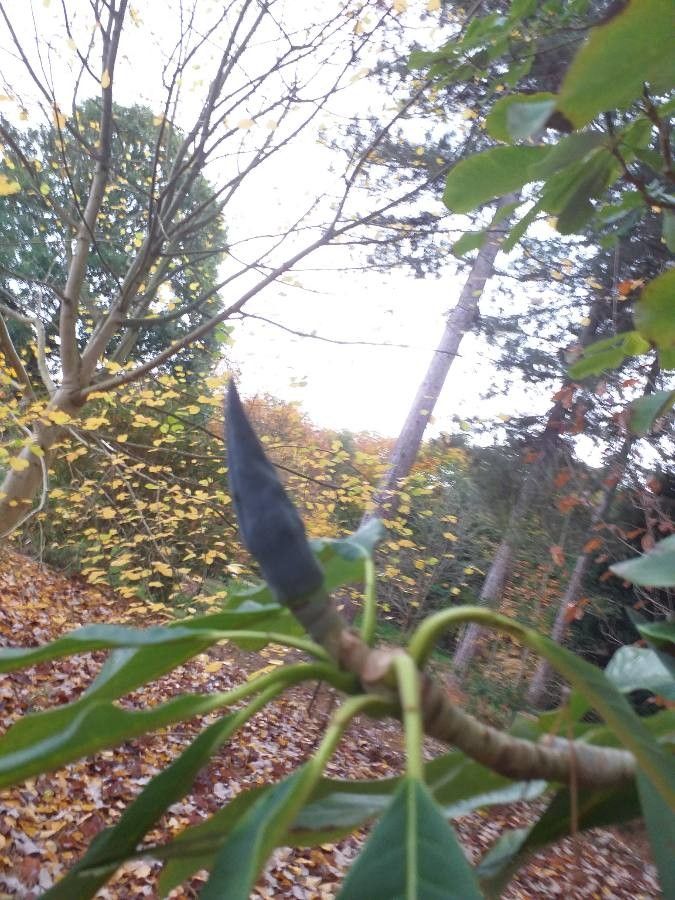 Magnolia officinalis flower