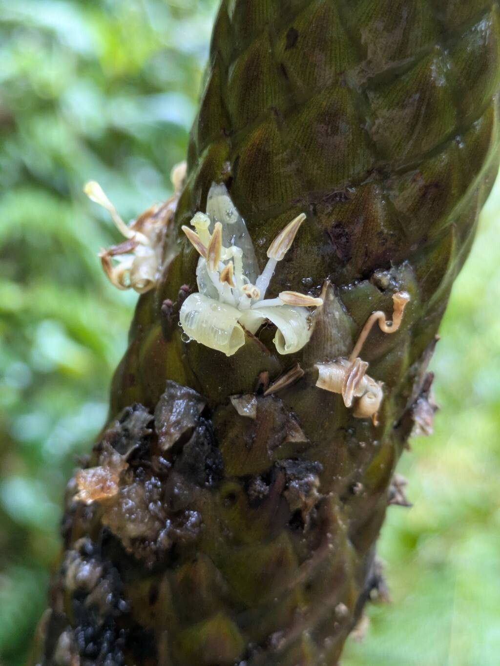 Guzmania coriostachya — search result for 'Guzmania'