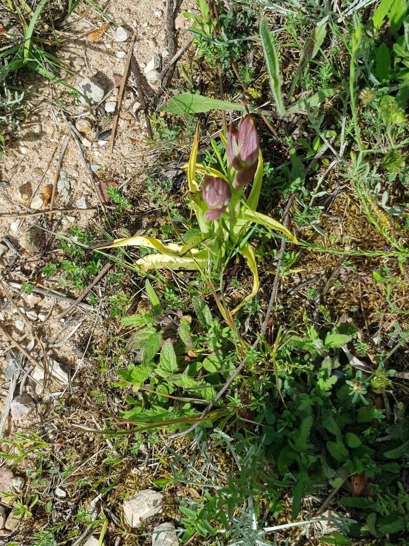 Serapias neglecta fruit