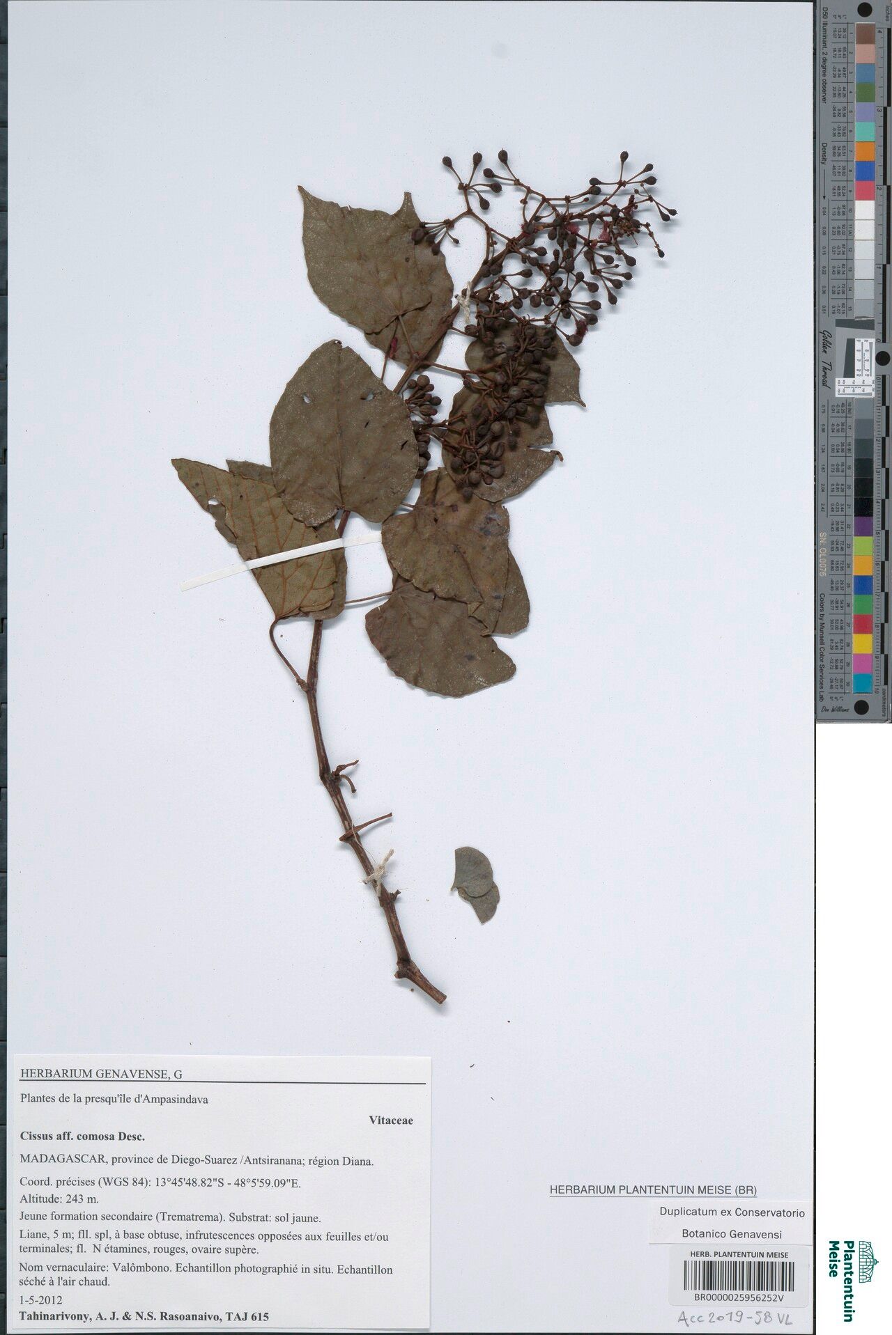 Cissus comosa — houseplant care guide