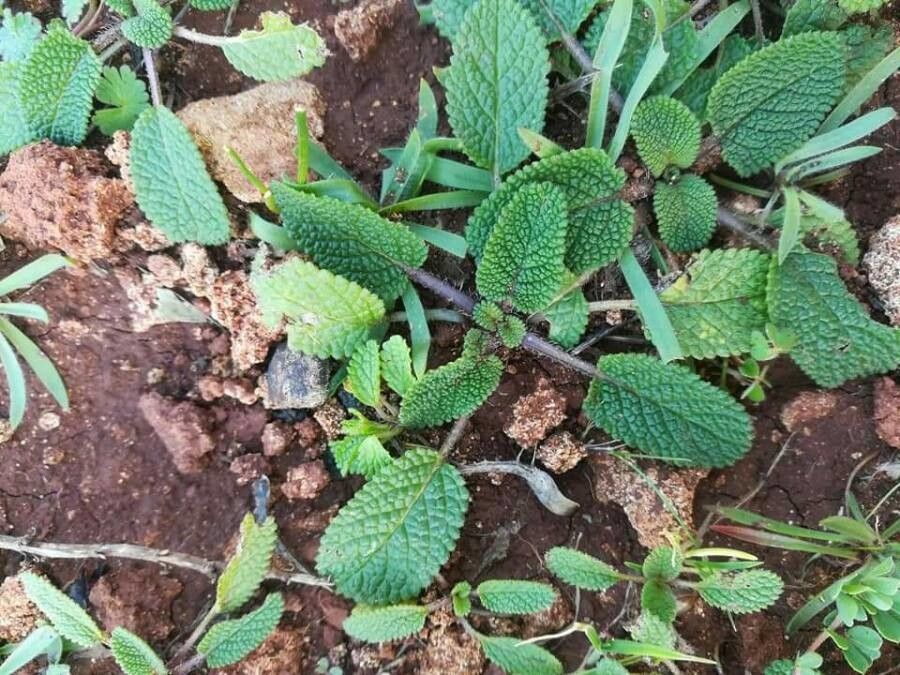 Stachys maritima — search result for 'Stachys'