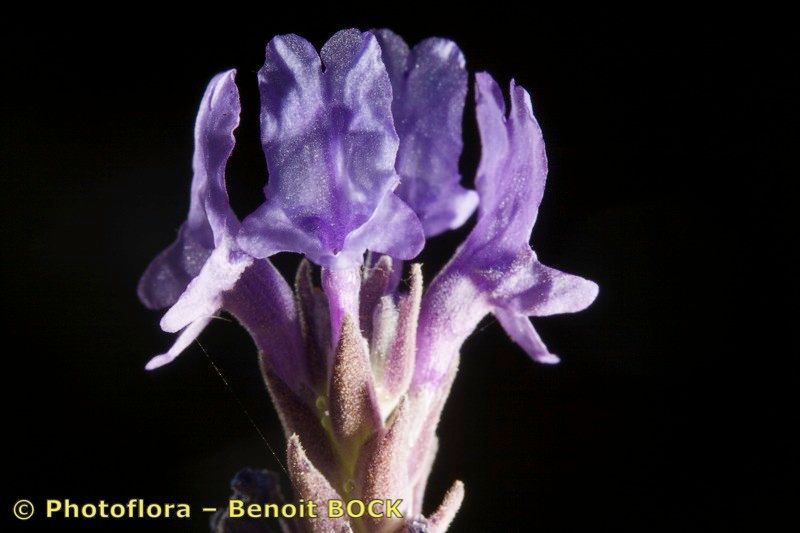 Lavandula lancerottensis flower