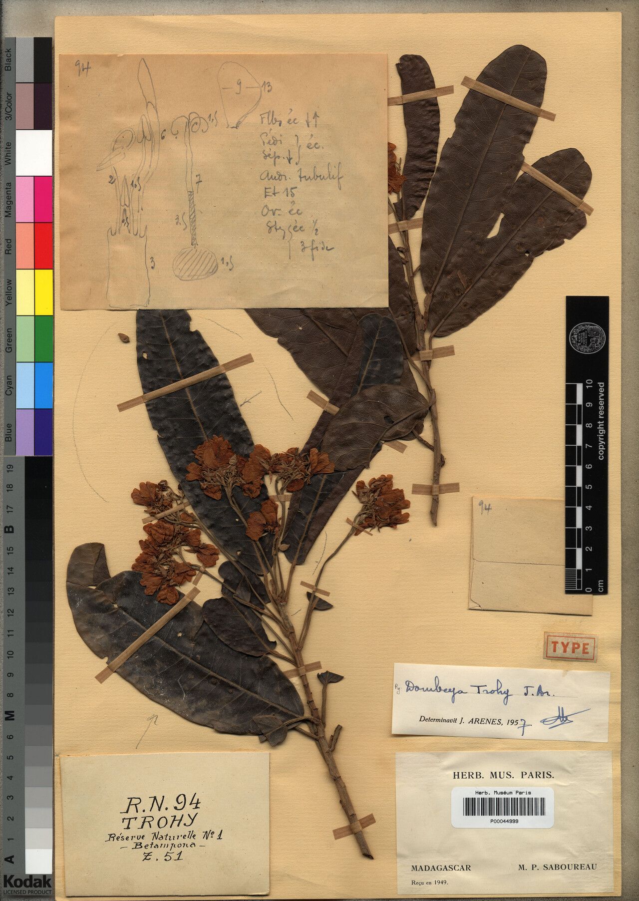 Dombeya trohy — houseplant care guide