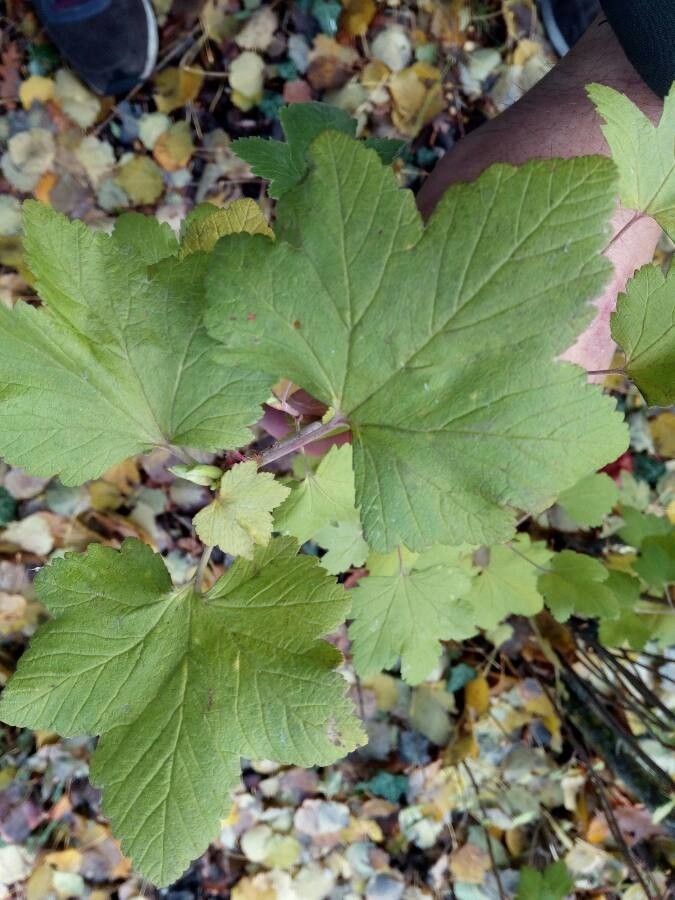 Ribes valdivianum — search result for 'Ribes'