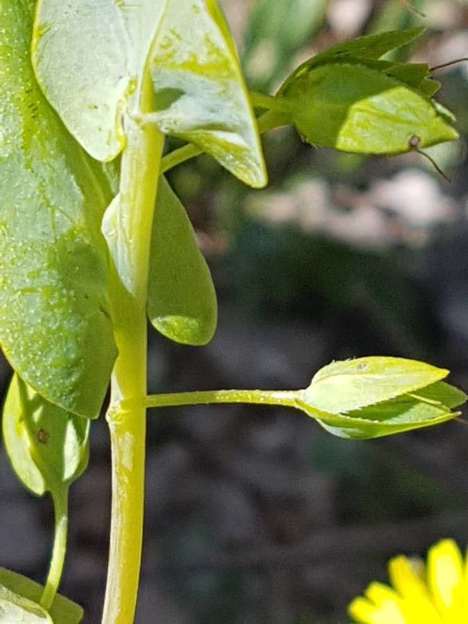 Cerinthe glabra fruit