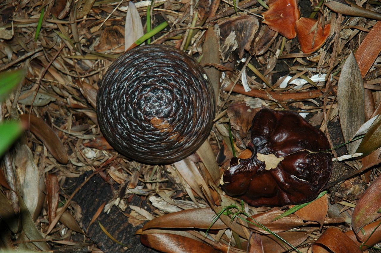 Agathis macrophylla fruit