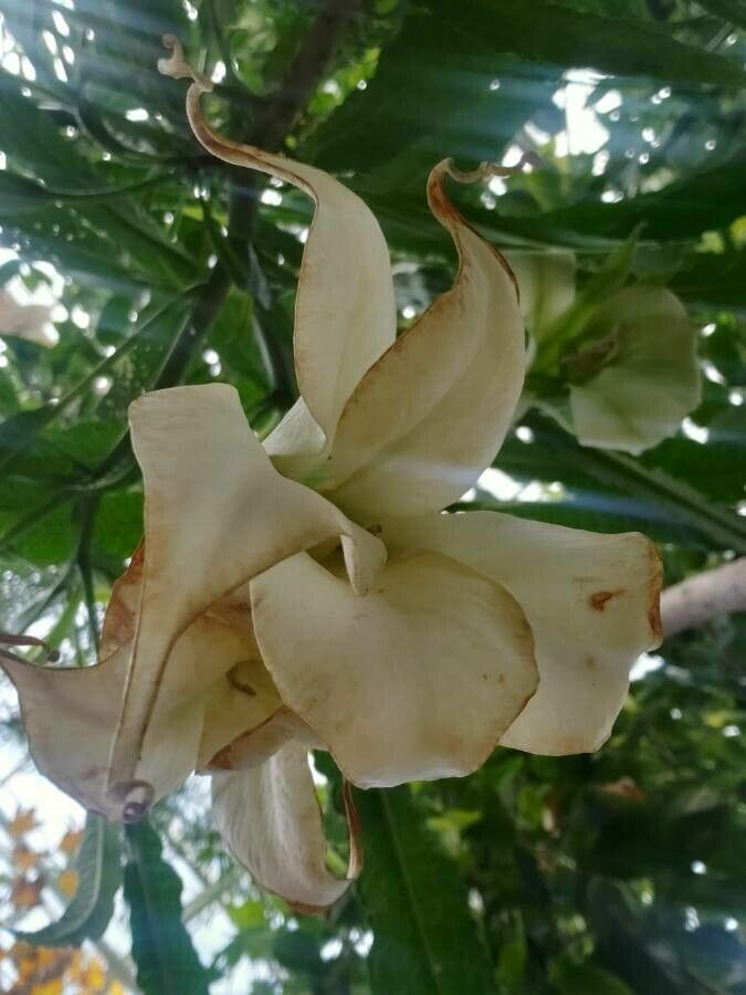 Brugmansia × cubensis flower