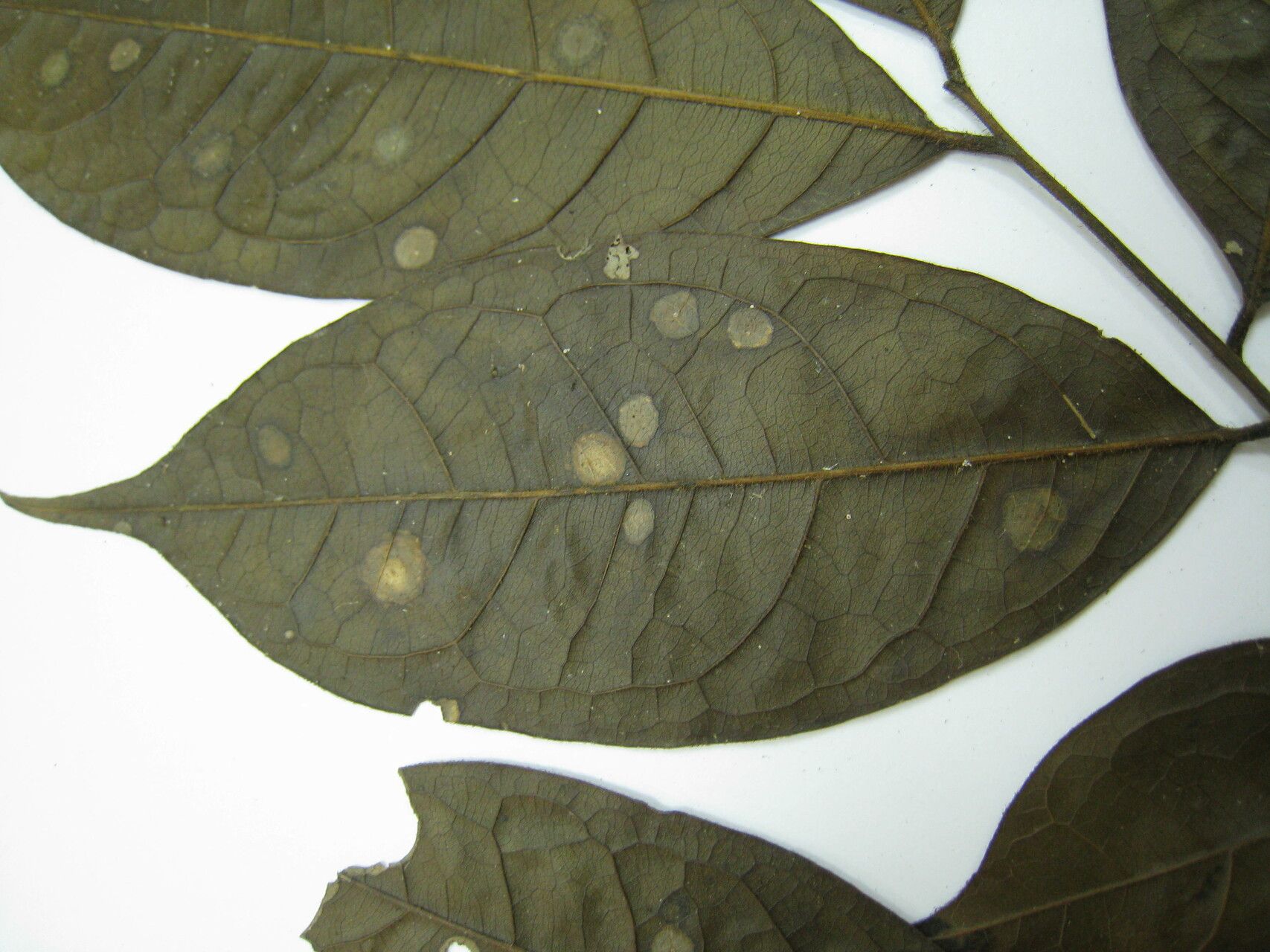 Melicoccus pedicellaris other