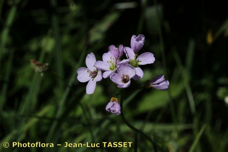 Cardamine crassifolia flower