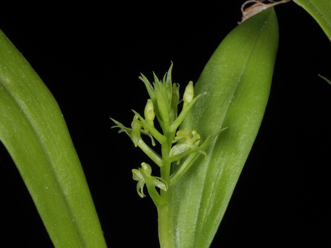 Liparis cespitosa — houseplant care guide