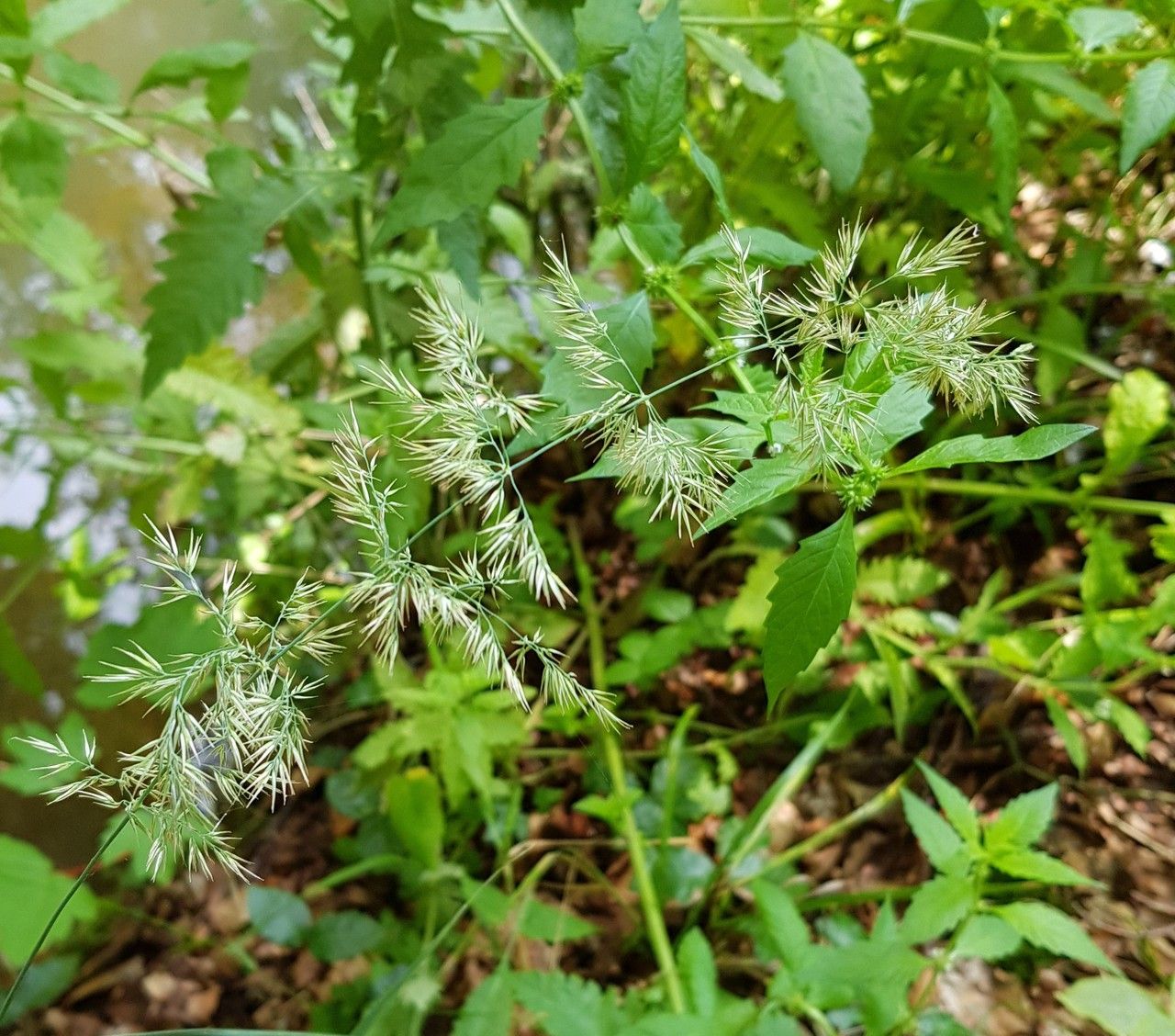Agrostis gigantea fruit