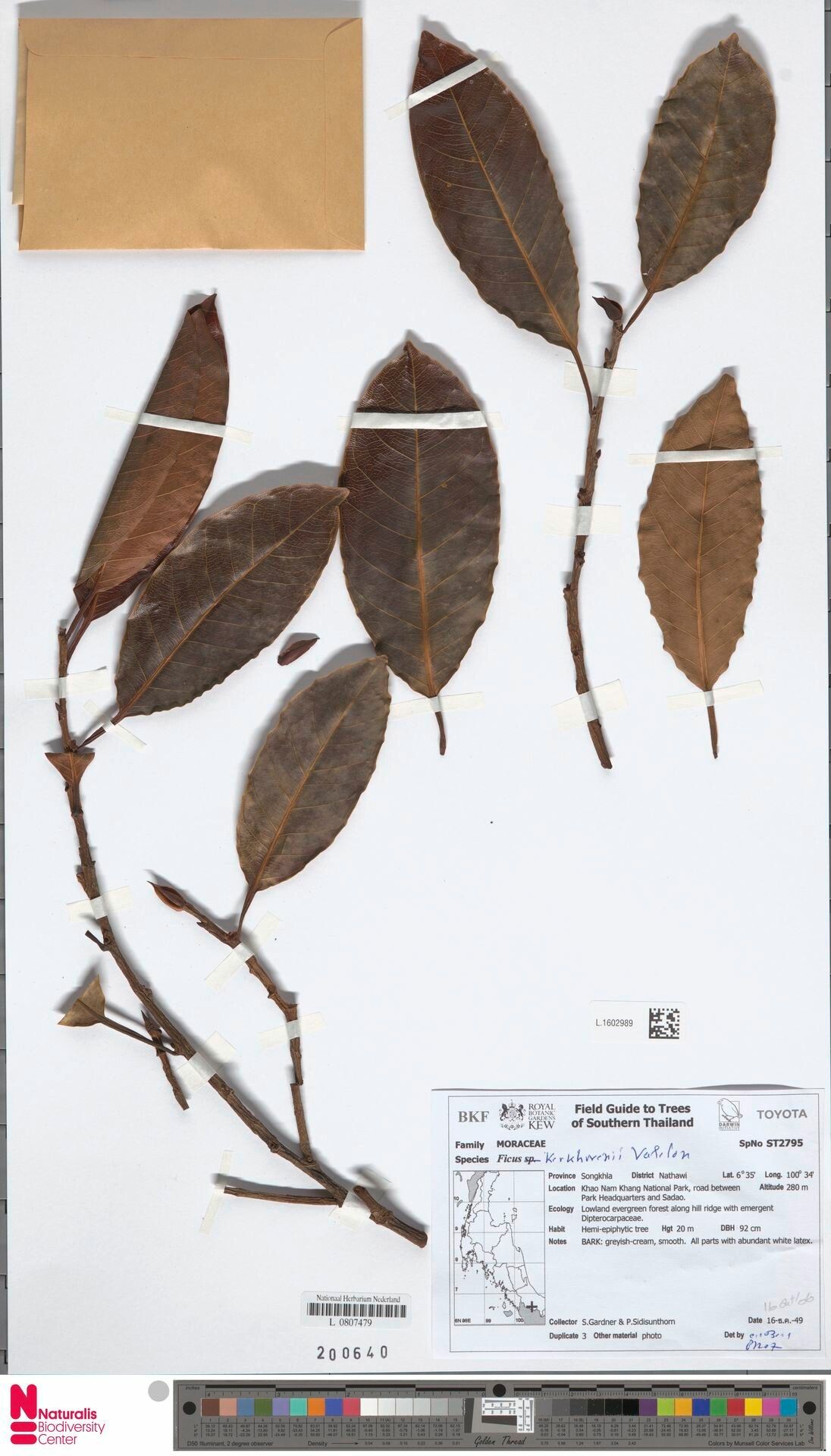 Ficus kerkhovenii — houseplant care guide