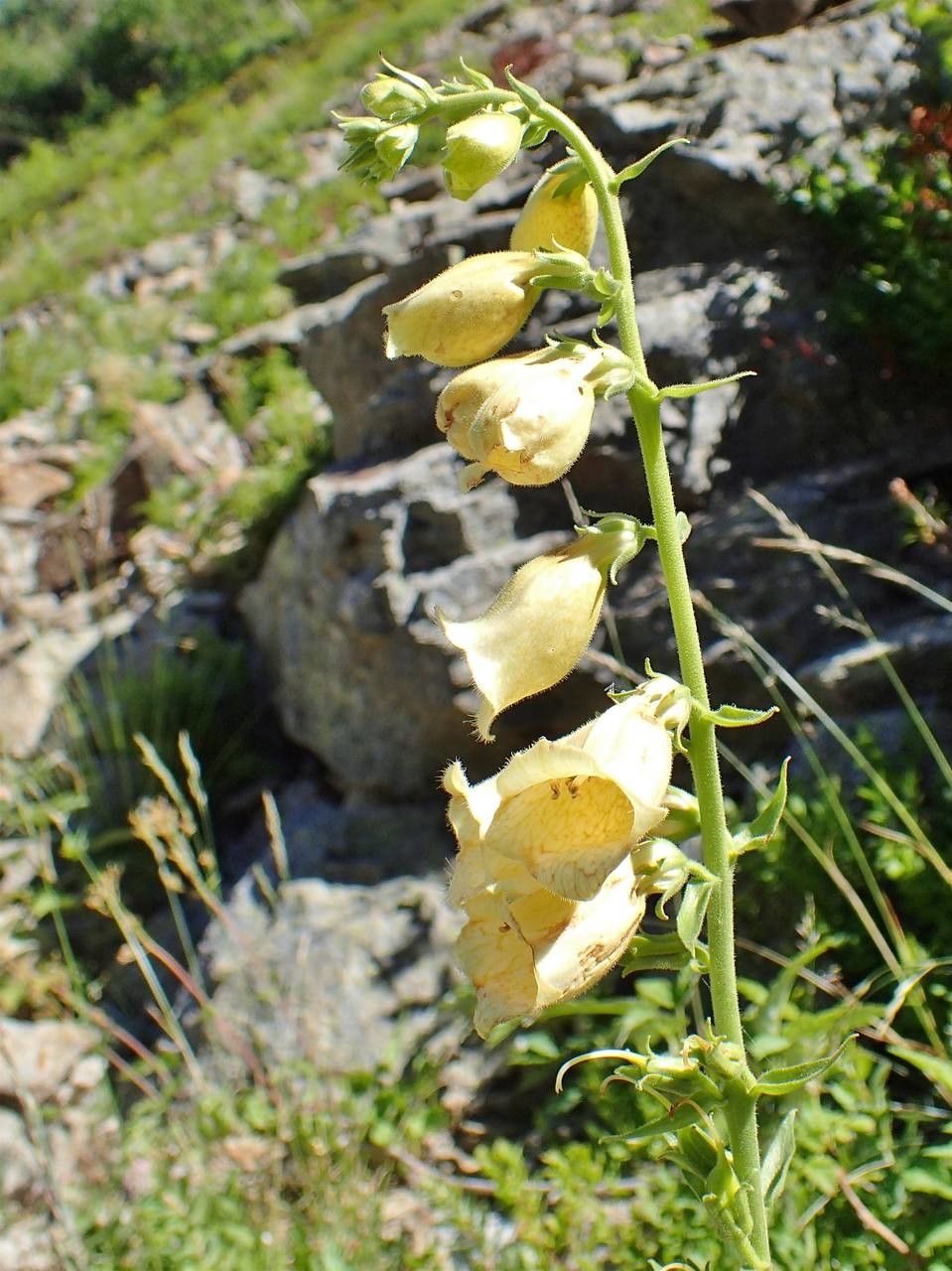 Digitalis grandiflora fruit