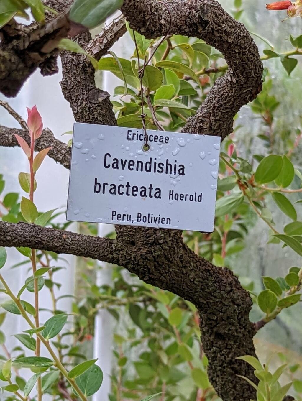 Cavendishia bracteata bark