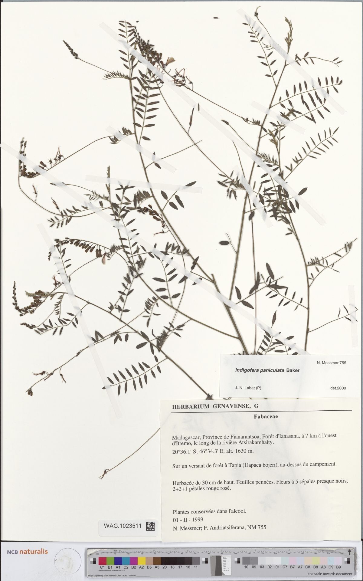 Indigofera longistaminata — houseplant care guide