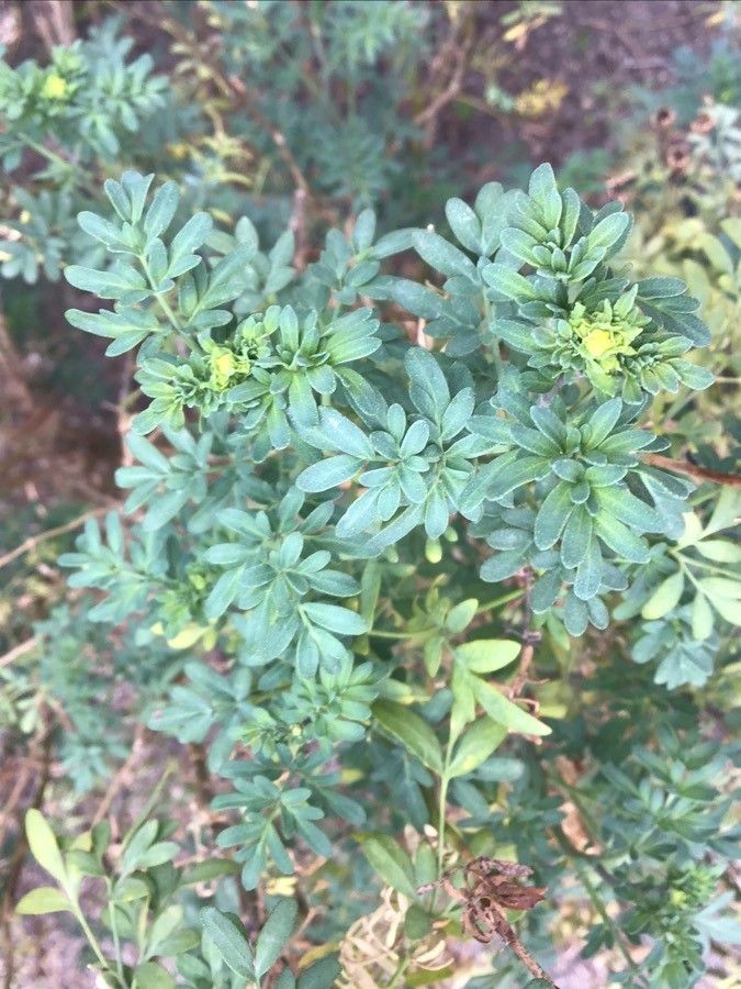 Ruta angustifolia leaf